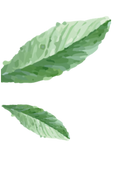 Leaf PopUp